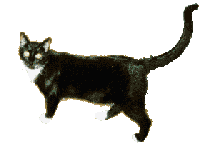 black cat
