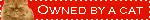 owned by a cat